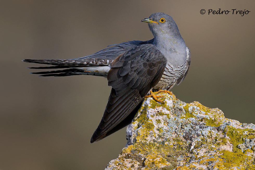 Cuco común (Cuculus canorus)